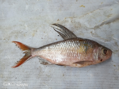 Smallmouth African tetra (Bryconaethiops microstoma) — Alestidae