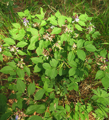 Vicia venosa baicalensis