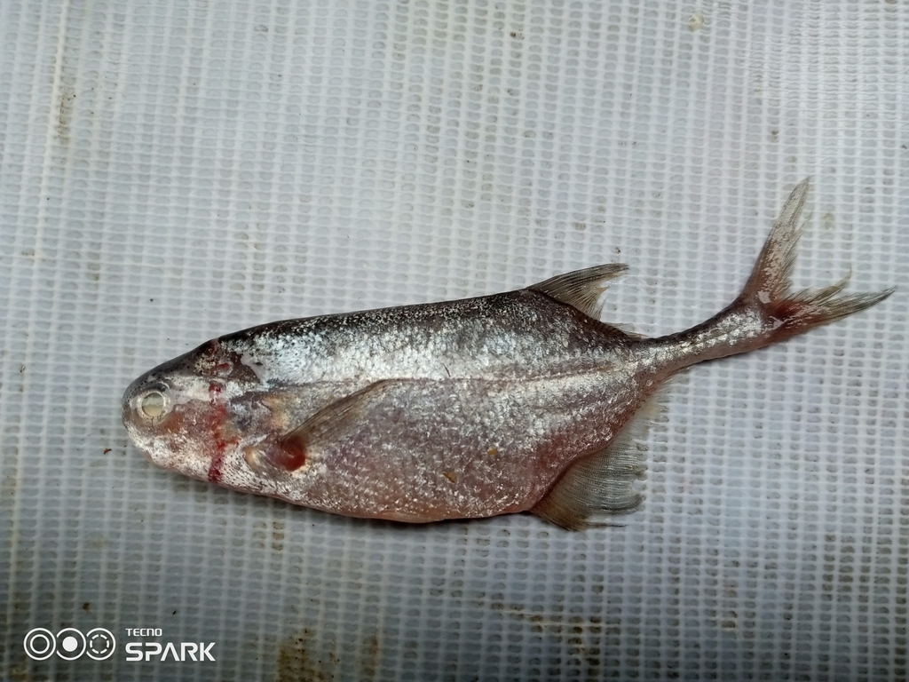 Stompsnuit-olifantsvis (Petrocephalus simus) — Mormyridae