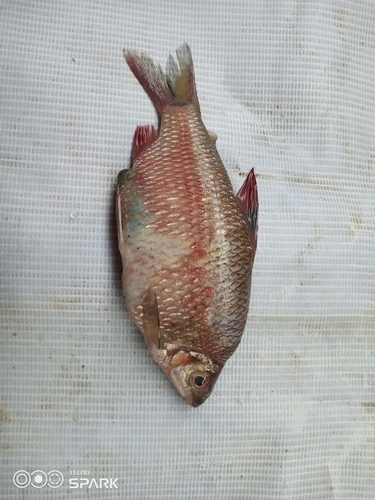 Redfin distichodus (Distichodus notospilus) — Distichodontidae