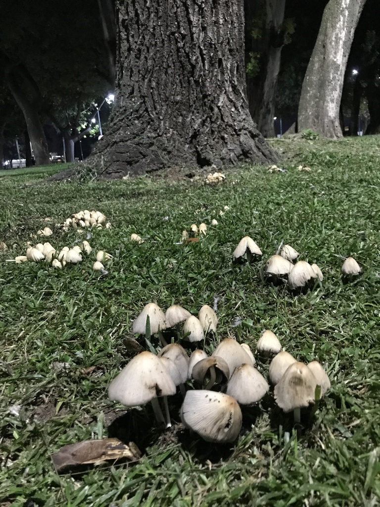 Coprinellus micaceus · April 2023 · photo: © tutitah (iNaturalist, cc0)