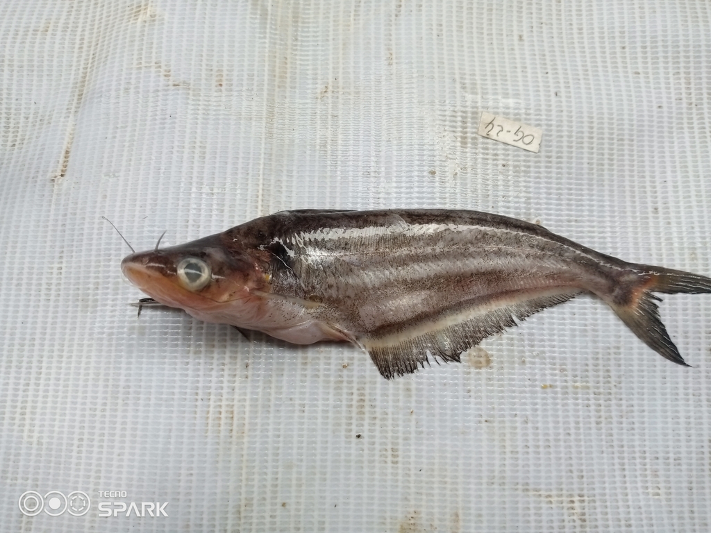 Striped schilbe (Schilbe multitaeniatus) — Schilbeidae