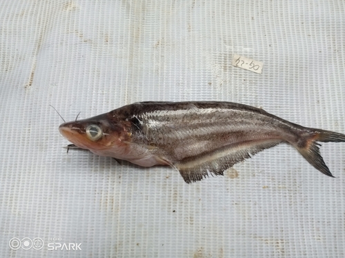 Striped schilbe (Schilbe multitaeniatus) — Schilbeidae