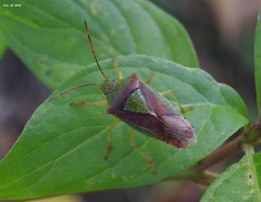 Acanthosoma spinicolle