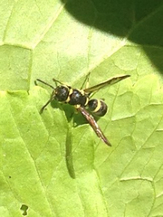 Parancistrocerus declivatus