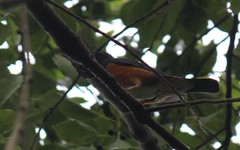 Turdus dissimilis