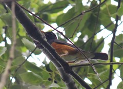 Turdus dissimilis