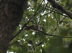 Pycnonotus xanthorrhous