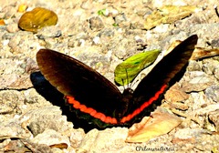 Biblis