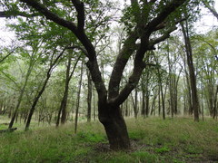Quercus sinuata sinuata