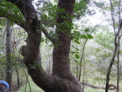 Quercus sinuata sinuata