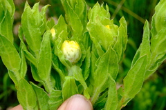 Helichrysum kirkii var. petersii image