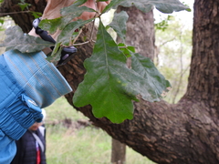 Quercus sinuata sinuata