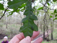Quercus sinuata sinuata
