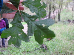 Quercus sinuata sinuata