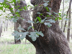 Quercus sinuata sinuata