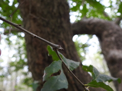 Quercus sinuata sinuata