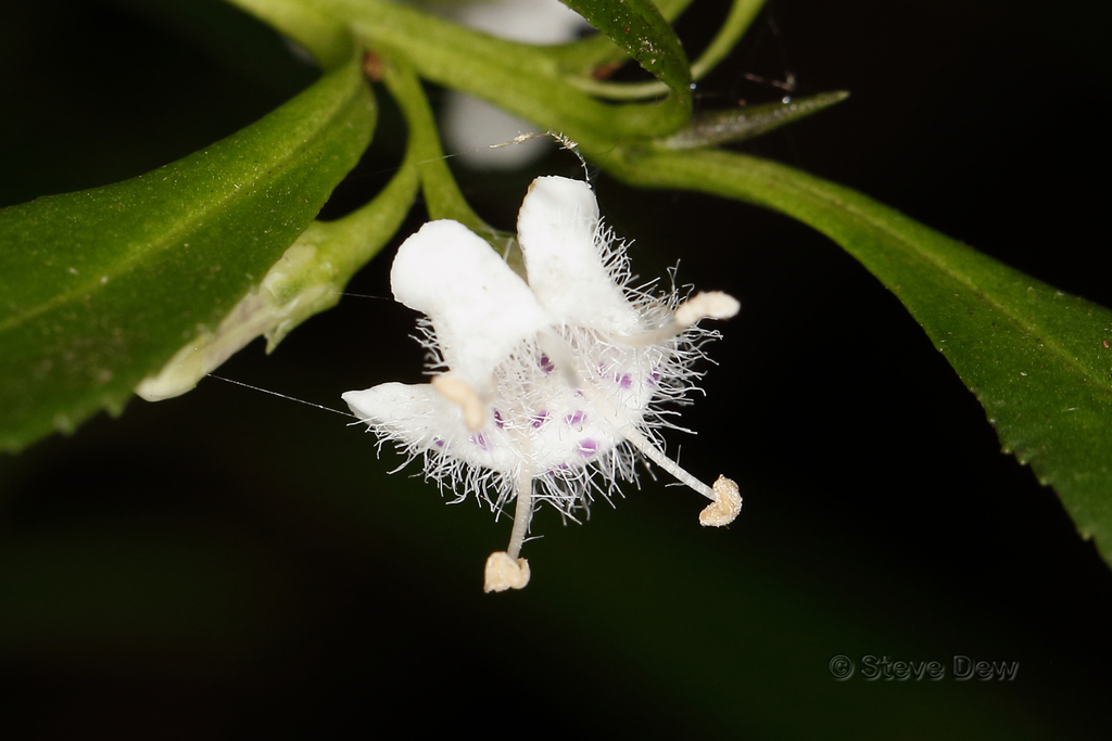 Myoporum tetrandrum