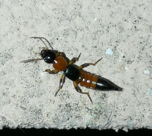 drobčík pobrežný (Paederus littoralis)