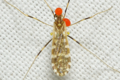 Erioptera caliptera