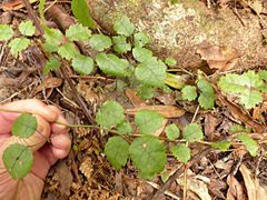 Rubus australis