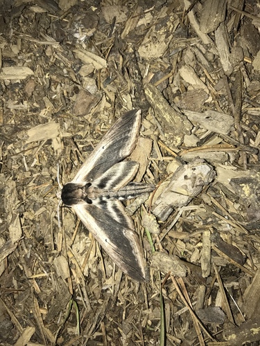 Wild Cherry Sphinx photo 3