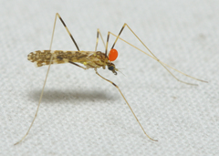 Erioptera caliptera