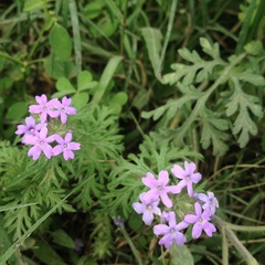 Glandularia bipinnatifida