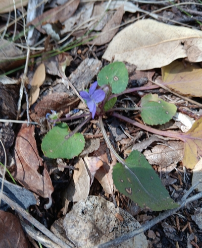 Image of Viola umbraticola by (c) Tyler Ekholm, some rights reserved (CC BY)
