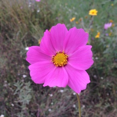 Cosmos bipinnatus