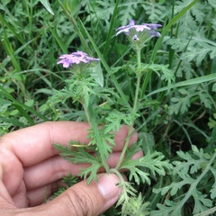 Glandularia bipinnatifida