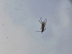 Coccoidea