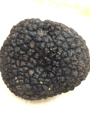 Tuber aestivum