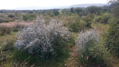 Leucophyllum ambiguum