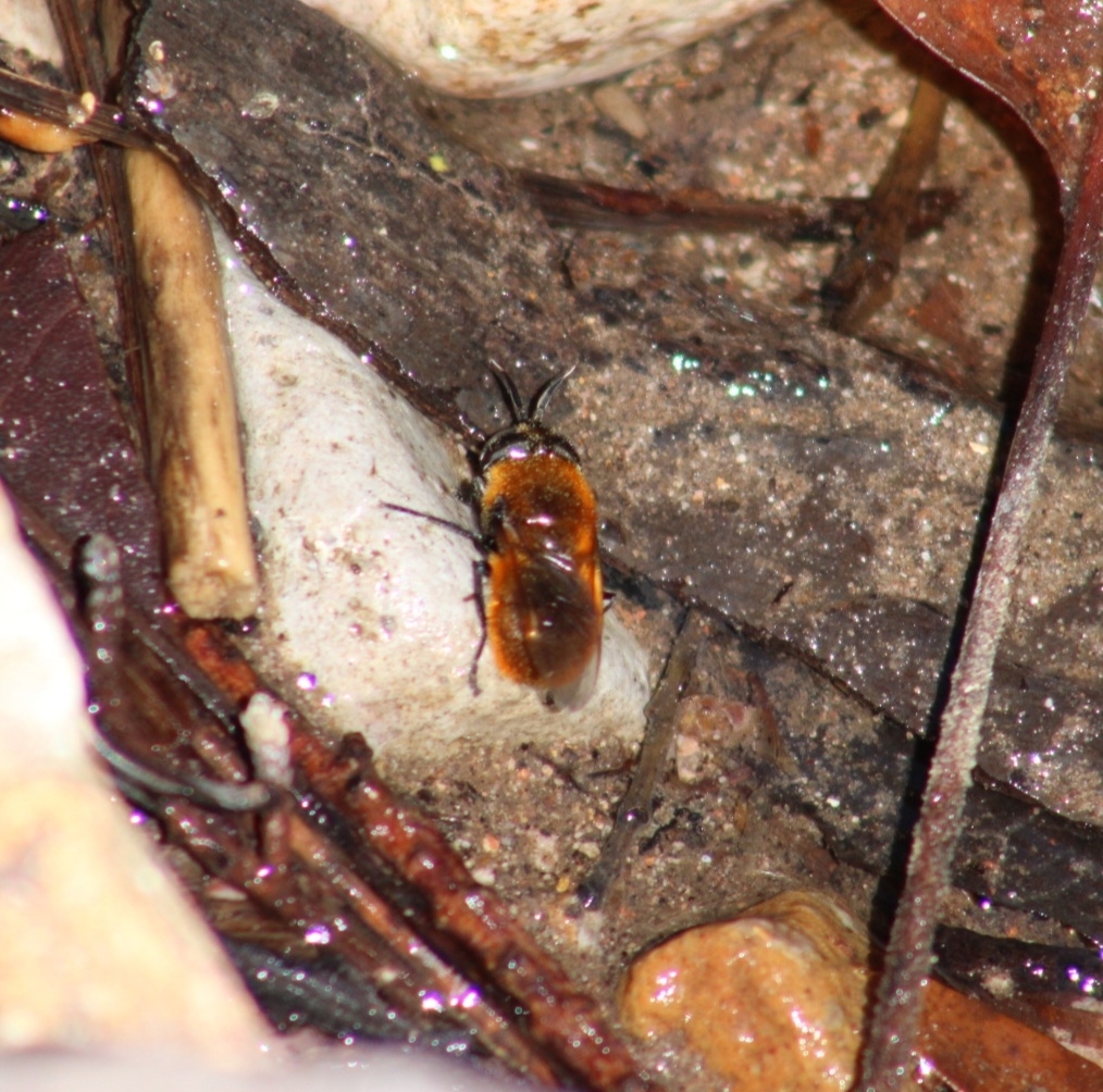 Fiery Longhorn