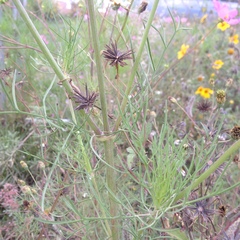 Cosmos bipinnatus