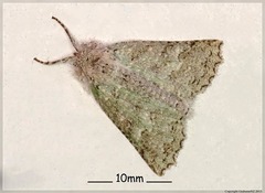 Declana niveata