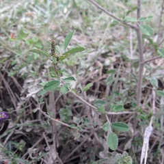 Melilotus albus
