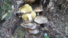 Suillus punctatipes