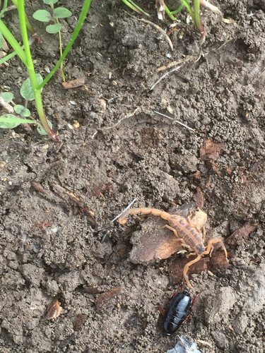 Striped Bark Scorpion