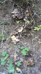 Suillus punctatipes