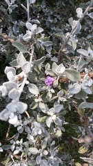 Leucophyllum ambiguum