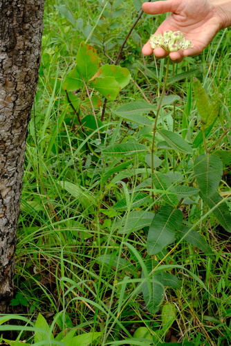 Pachycarpus lineolatus image