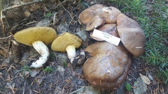 Suillus punctatipes