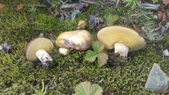 Suillus punctatipes