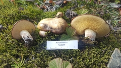 Suillus punctatipes