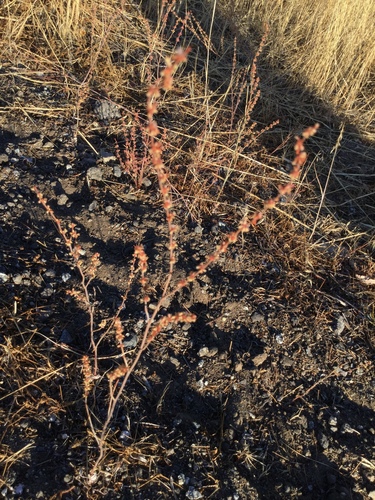 iNaturalist observation photo of wild buckwheats