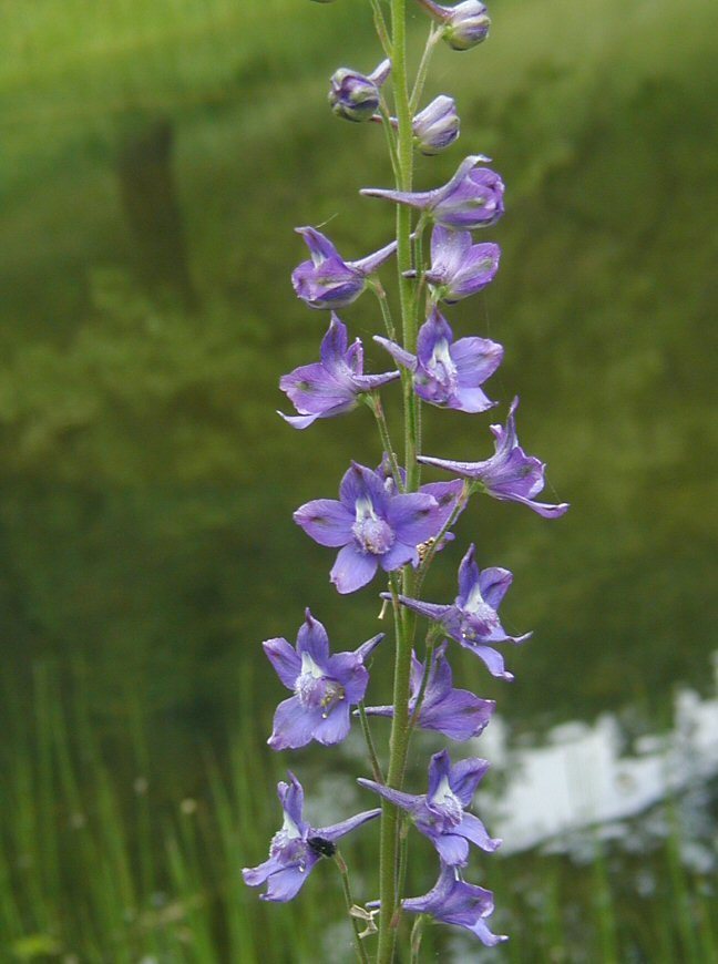 Foothill Larkspur