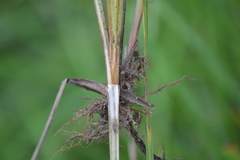 Carex emoryi
