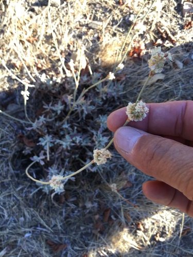 iNaturalist observation photo of wild buckwheats
